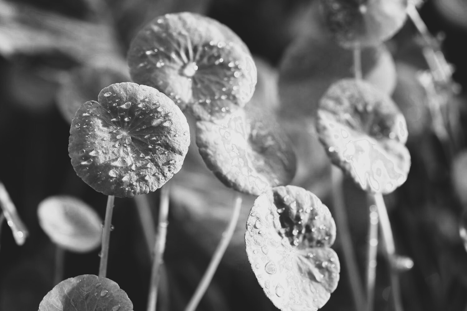 Gotu Kola